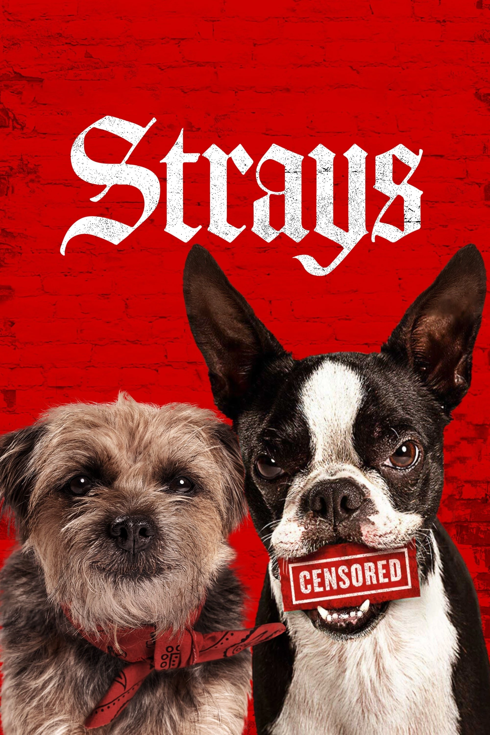 Đời Quá Chó (Những Chú Chó Bụi Đời) | Strays (2023) Đời Quá Chó (Những Chú Chó Bụi Đời) | Strays (2023)