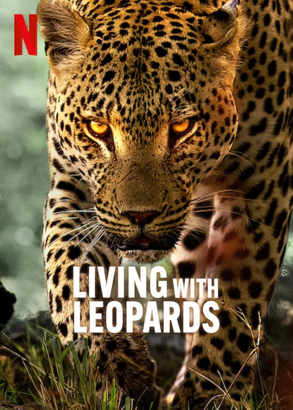 Living with Leopards | Living with Leopards (2024) Living with Leopards | Living with Leopards (2024)