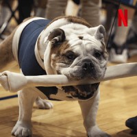 Những chú chó (Phần 2) | Dogs (Season 2)  (2021) Những chú chó (Phần 2) | Dogs (Season 2)  (2021)